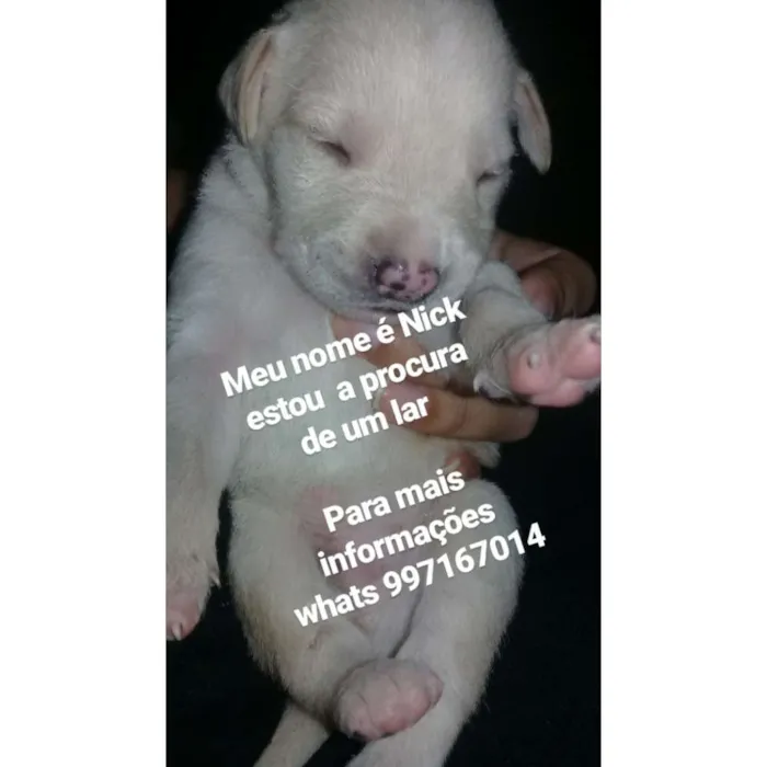 Cachorro ra a Capa preta com vira lata  idade Abaixo de 2 meses nome Nick 