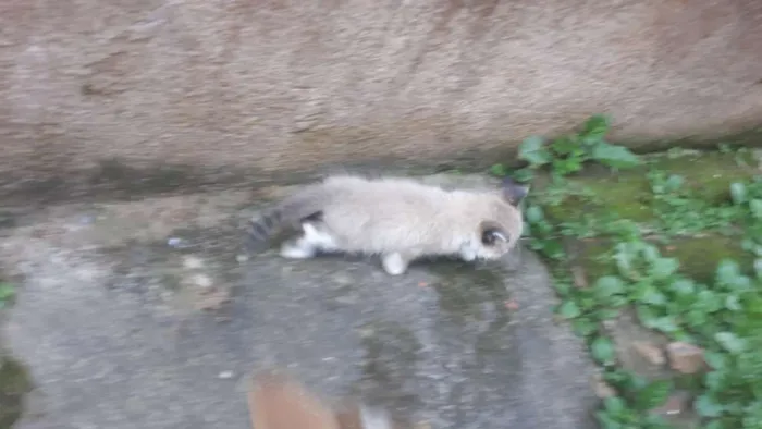 Gato ra a Não conheço  idade Abaixo de 2 meses nome Indefinido