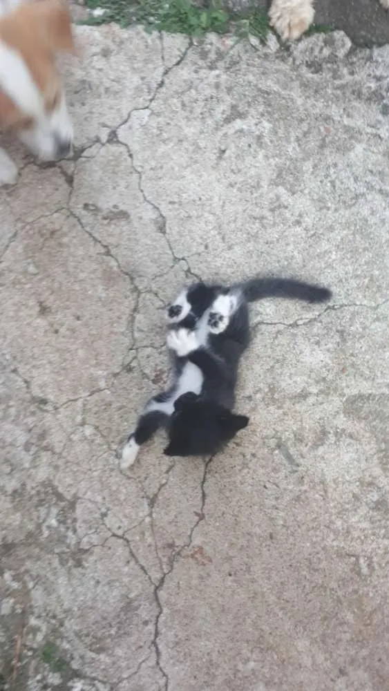 Gato ra a Não conheço  idade Abaixo de 2 meses nome Indefinido