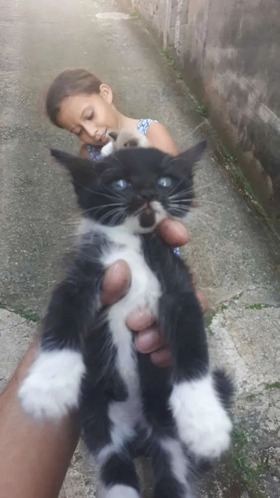 Gato ra a Não conheço  idade Abaixo de 2 meses nome Indefinido