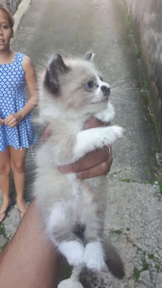 Gato ra a Não conheço  idade Abaixo de 2 meses nome Indefinido