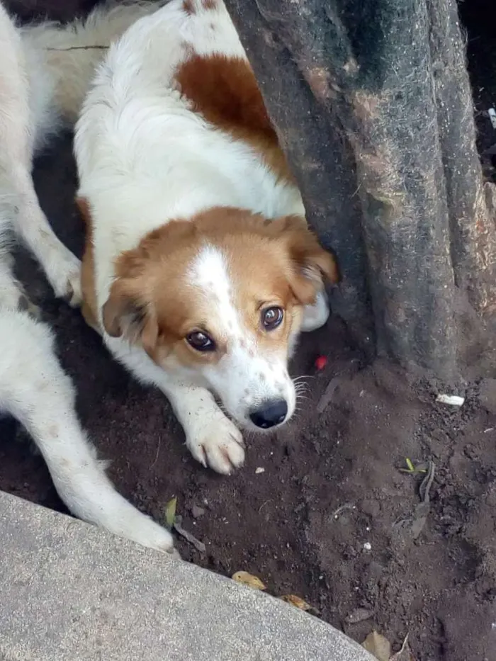 Cachorro raça Indefinida idade 4 anos nome Nita e angelica