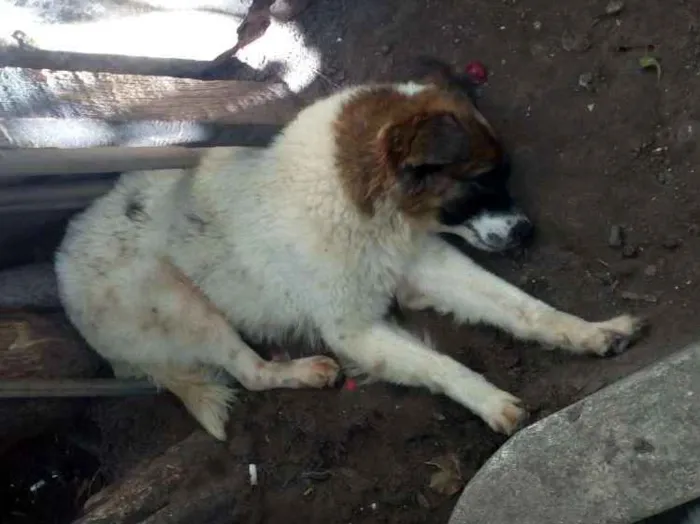 Cachorro raça Indefinida idade 4 anos nome Nita e angelica