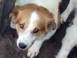 Cachorro raça Indefinida idade 4 anos nome Nita e angelica