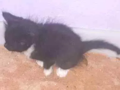 Gato ra a Não conheço  idade Abaixo de 2 meses nome Indefinido