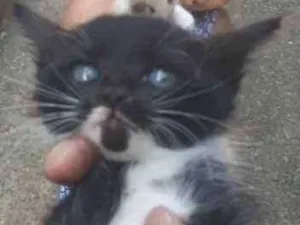 Gato raça Não conheço  idade Abaixo de 2 meses nome Indefinido