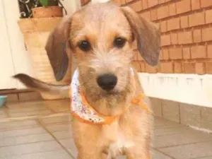 Cachorro raça VIRA LATA idade 2 a 6 meses nome MARIA