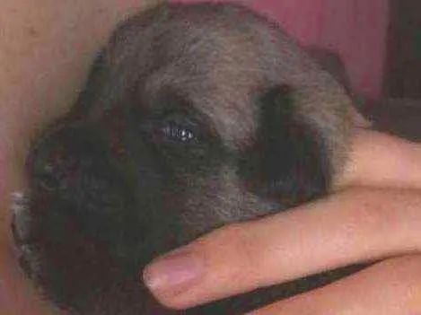 Cachorro ra a Capa preta com vira lata  idade Abaixo de 2 meses nome Jujuba 
