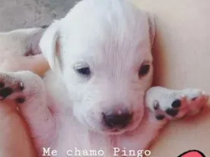 Cachorro raça Capa preta com vira lata  idade Abaixo de 2 meses nome Pingo