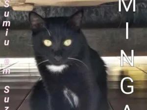 Gato raça Vira lata idade 1 ano nome Mingal