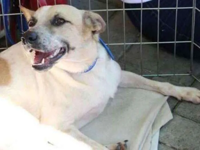 Cachorro ra a SRD idade 2 anos nome Princesa