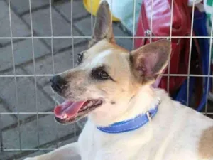 Cachorro raça SRD idade 2 anos nome Princesa