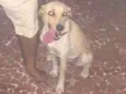Mel