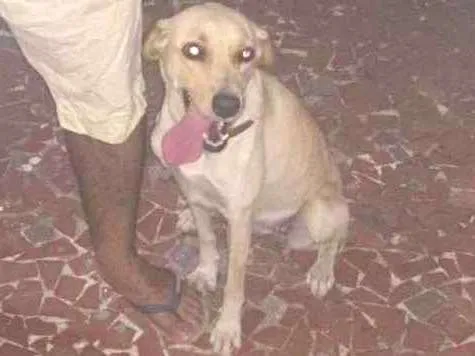 Cachorro ra a Labrador mestiço idade 3 anos nome Mel