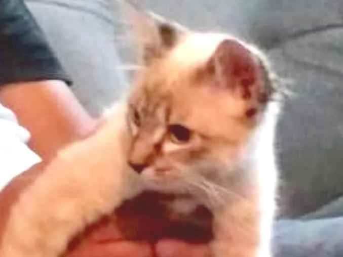 Gato ra a Siamês  idade 2 a 6 meses nome Luna Linda e fofa