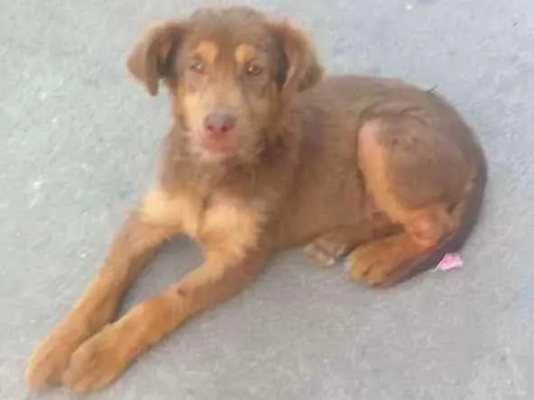 Cachorro ra a SRD idade 2 a 6 meses nome Chocolate