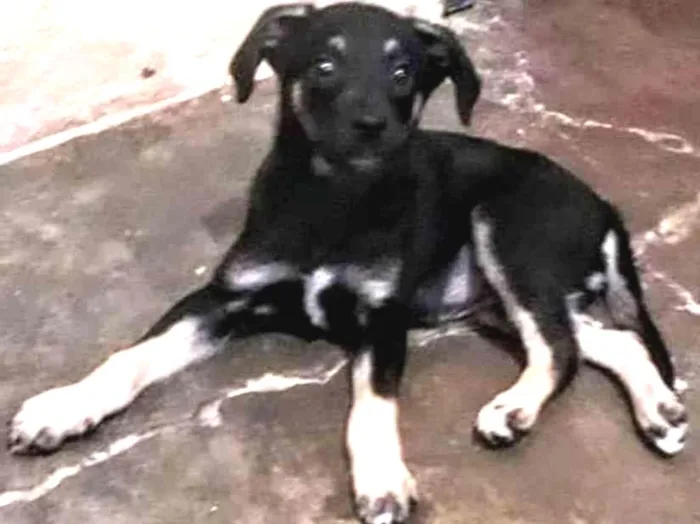 Cachorro ra a SRD idade 2 a 6 meses nome Pretinha
