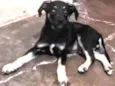 Pretinha