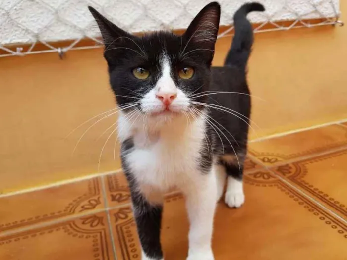 Gato ra a SRD idade 2 a 6 meses nome Crayon