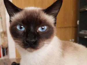 Gato raça SRD idade 2 anos nome Aquarela
