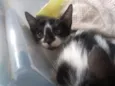 Pinguim