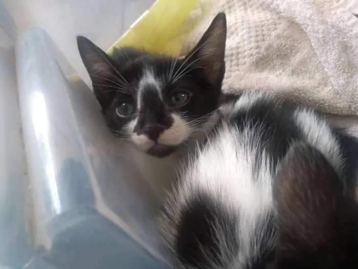 Gato ra a Vira-lata idade Abaixo de 2 meses nome Pinguim