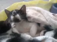 Pinguim