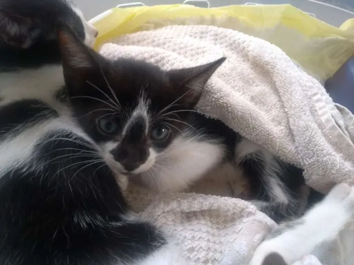 Gato ra a Vira-lata idade Abaixo de 2 meses nome Pinguim