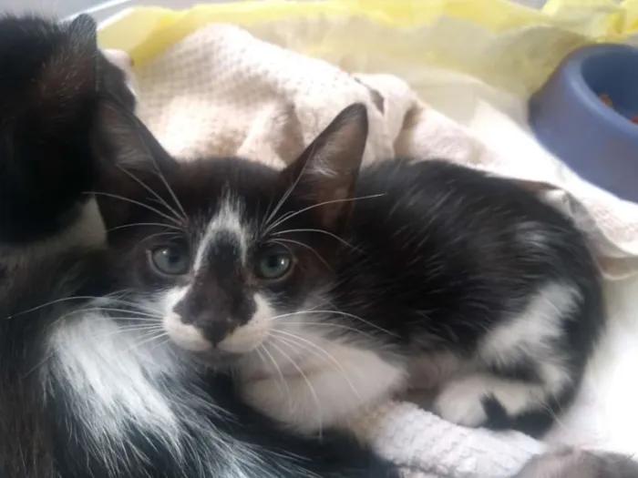 Gato ra a Vira-lata idade Abaixo de 2 meses nome Pinguim