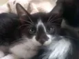 Pinguim