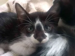 Gato raça Vira-lata idade Abaixo de 2 meses nome Pinguim