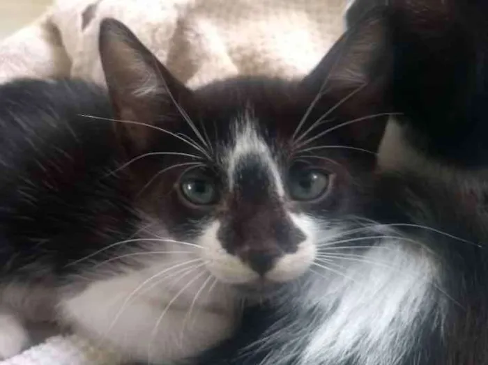 Gato ra a Vira-lata idade Abaixo de 2 meses nome Pinguim