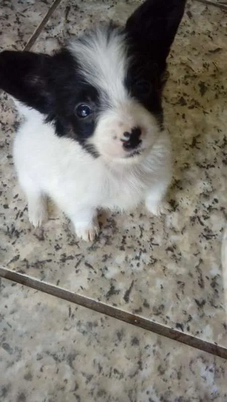 Cachorro raça Chiuhuaua com raça desconhecid idade 2 a 6 meses nome Pluminha