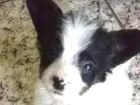 Cachorro raça Chiuhuaua com raça desconhecid idade 2 a 6 meses nome Pluminha
