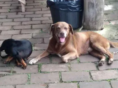 Cachorro raça Salsicha e outro de porte G idade 4 anos nome Não identificamos