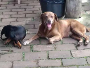 Cachorro raça Salsicha e outro de porte G idade 4 anos nome Não identificamos