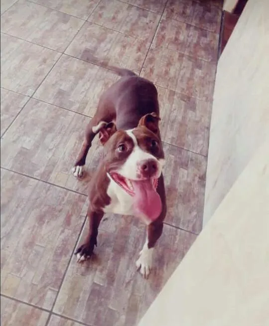 Cachorro ra a Pittbull idade 6 ou mais anos nome Belinha