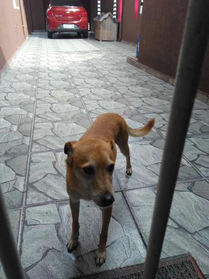 Cachorro ra a Não definida idade 6 ou mais anos nome Pictuco