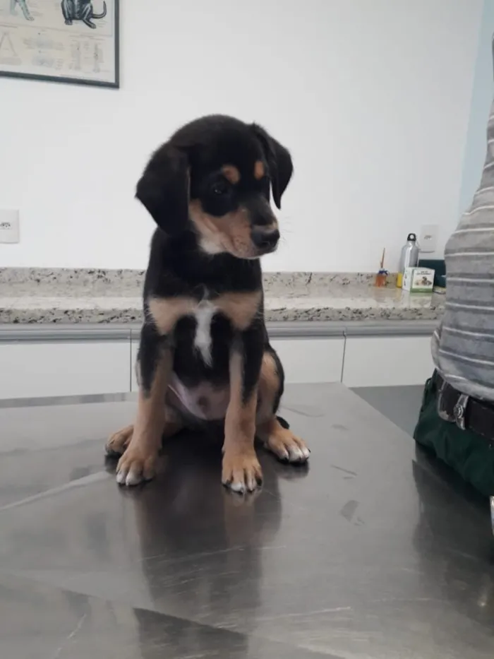 Cachorro ra a SRD idade 2 a 6 meses nome Sem nome