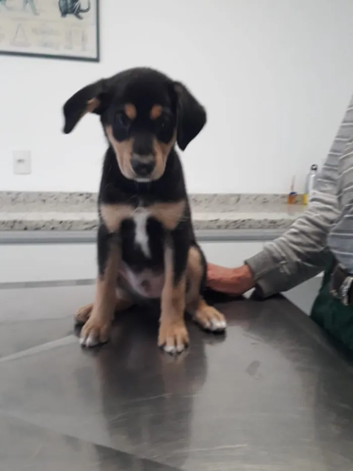 Cachorro ra a SRD idade 2 a 6 meses nome Sem nome