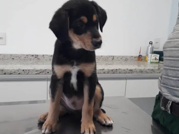 Cachorro ra a SRD idade 2 a 6 meses nome Sem nome