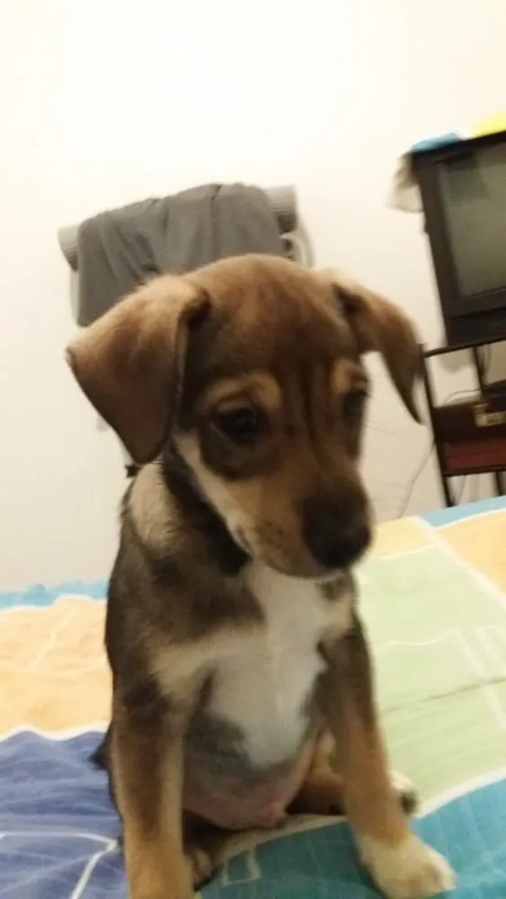 Cachorro ra a SRD idade 2 a 6 meses nome Sem nome