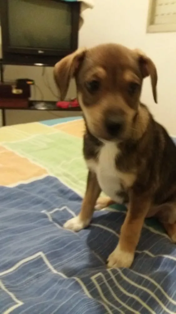 Cachorro ra a SRD idade 2 a 6 meses nome Sem nome