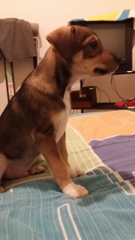 Cachorro ra a SRD idade 2 a 6 meses nome Sem nome