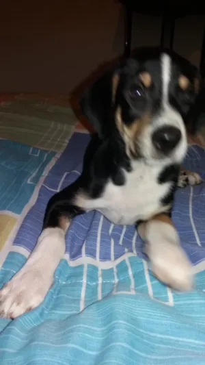 Cachorro raça SRD idade Abaixo de 2 meses nome SEM NOME 