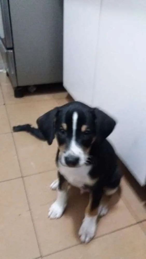 Cachorro ra a SRD idade Abaixo de 2 meses nome Sem nome