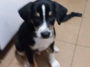 Cachorro raça SRD idade Abaixo de 2 meses nome Sem nome