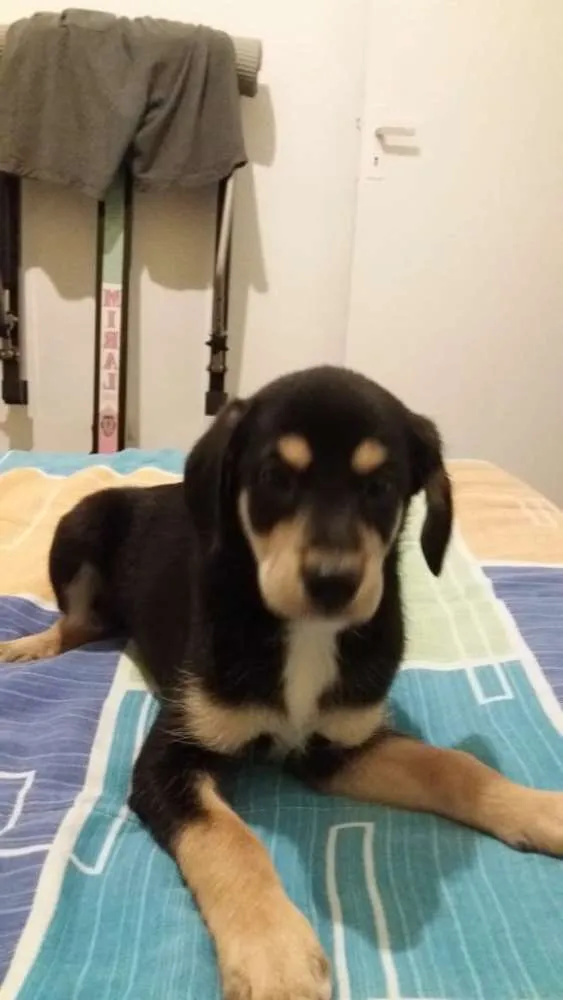 Cachorro ra a SRD idade 2 a 6 meses nome Sem nome