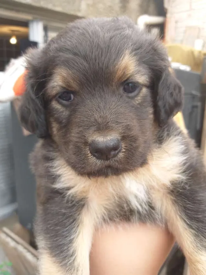 Cachorro raça Indefinida  idade 2 a 6 meses nome Bolota