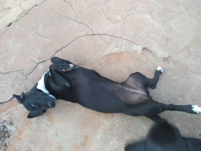 Cachorro ra a Sem raça definida idade 2 a 6 meses nome Lili